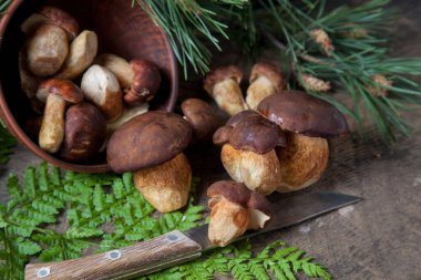 Boletus badius, imleria badia ya da bay bolete 'nin sonbahar kompozisyonu, mantarlı kil kasesi ve çam ağacının yeşil dallı ve eğreltiotu yapraklı klasik ahşap arka planda bıçak. Yenilebilir ve gözenekli mantarların kadife kahverengi veya kestane rengi vardır. 