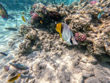 Mercan resifinde suyun altında Chaetodon auriga olarak bilinen tropik Threadfin kelebek balığı. Mercanlar ve tropikal balıklarla dolu su altı yaşamı. Kızıl Deniz 'deki Mercan Resifi, Mısır