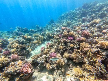 Sualtı panoramik mercan resifleri tropikal balıklar, deniz yosunları ve Mısır 'daki mercanlar. Acropora gemmifera ve Hood mercanı ya da Pürüzsüz karnabahar mercanı (Stylophora pistillata), Lobophyllia hemprichii, Acropora hemprichii veya Pristine Stag