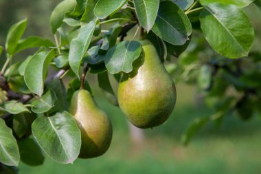 Olgun armut ağacı dalı. Bahçedeki organik armut. Görünümü armut kadar yakın büyümeye armut ağacı dalı yaprakları altında güneş ışığı ile. Armut tarih seçici odak