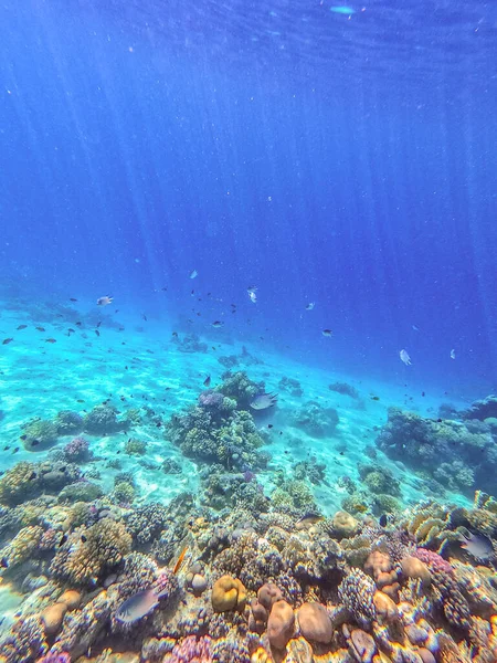 Sualtı panoramik mercan resifleri tropikal balıklar, deniz yosunları ve Mısır 'daki mercanlar. Acropora gemmifera ve Hood mercanı ya da Pürüzsüz karnabahar mercanı (Stylophora pistillata), Lobophyllia hemprichii, Acropora hemprichii veya Pristine Stag