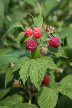 Bir sürü kırmızı olgun ahududu bir Bush. Taze organik çilek ahududu kamışı üzerinde yeşil yaprakları ile kapatın. Yaz Bahçe köyünde. Çilek hasat çiftliğinde büyüyen