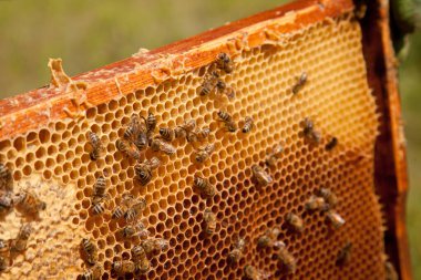 Tatlı ballı arı kovanından alınan bir arı kovanının çerçeveleri. Tatlı bal için açık ve mühürlü hücreleri olan sarı bal peteğinde meşgul arılar. Arı balı güzel kahverengi bal peteğinde toplandı.