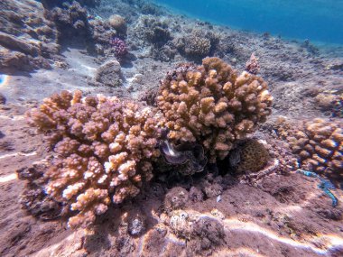 Sualtı panoramik mercan resifleri tropikal balıklar, deniz yosunları ve Mısır 'daki mercanlar. Stylophora pistillata, Lobophyllia hemprichii, Acropora hemprichii, Favia favus ve diğerleri