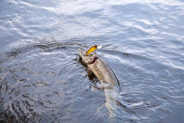Tatlı su Kuzey pike balık yem içinde ağız Lirası su ile Esox Lucius biliyor yakaladın. Kavram balıkçılık, iyi catch - ağız büyük pike akan suyun içinde damla ile açın