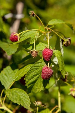 Çalıların üzerinde bir sürü kırmızı olgun ahududu var. Ahududu dalında yeşil yapraklı taze organik böğürtlenleri kapatın. Köydeki yaz bahçesi. Çiftlikte böğürtlen yetiştiriyor