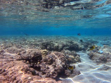 Sualtı panoramik mercan resifleri tropikal balıklar, deniz yosunları ve Mısır 'daki mercanlar. Acropora gemmifera ve Hood mercanı ya da Pürüzsüz karnabahar mercanı (Stylophora pistillata), Lobophyllia hemprichii, Acropora hemprichii veya Pristine Stag