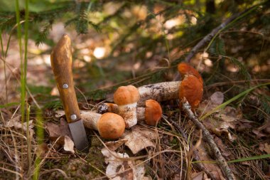 Turuncu kapak boletus. Kırmızı başlıklı kırmızı mantarlar ve çimenlerin arasında beyaz bir ayak, sonbahar mevsiminde çam ağacı ormanlarında yosun ve kuru yapraklar. Yenebilir orman mantarları..