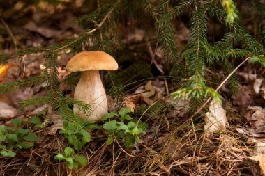 Vahşi doğada Boletus mantarı. Porcini mantarı (Sepet, porcino veya kral bolete, genellikle boletus edulis olarak bilinir) bir sonbahar çam ağacı ormanında yetişir.