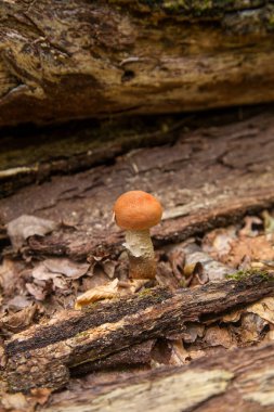 Turuncu kapak boletus. Yenebilir orman mantarları. Genç bir boletus ormanda yetişir, kırmızı başlıklı bir mantar ve kuru yapraklar ve dallar arasında beyaz bir ayak.