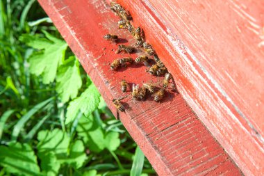 Arı kovanının çerçeveleri. Apiary'deki eski arı kovanının girişinde bir sürü arı var. Meşgul arılar, dokulu eski kalas üzerinde çalışan arıların yakından görünümü