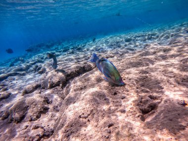 Renkli tropik Hipposcarus uzun kolları ya da mercan resiflerinde su altında Hipposcarus Harid olarak bilinen Papağan Balığı. Mercanlar ve tropikal balıklarla dolu su altı yaşamı. Kızıl Deniz 'deki Mercan Resifi, Mısır