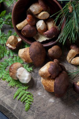 Boletus badius, imleria badia ya da Bay bolete ve Porcini mantarlarının sonbahar kompozisyonu yaygın olarak Boletus Edulis olarak bilinir, kil kase ile mantarlar eski ahşap arka planda yeşil çam ağacı dalı ve eğreltiotu yaprağı sırtı