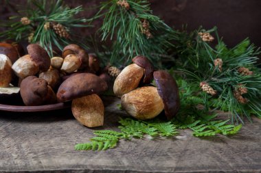 Sonbahar kompozisyonu boletus badius, imleria badia veya bay bolete mantarları ve mantarlı kil tabağı eski ahşap zemin üzerinde yeşil çam ağacı dalı ve eğreltiotu yaprağı. Yenilebilir ve gözenekli mantar kadife rengi koyu kahverengi ya da kestane rengi.