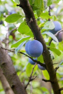 Hasat edilmeye hazır bir ağaç dalından sarkan olgun erikler. Meyve bahçesindeki ağaç dalında olgun erikler. Meyve bahçesinde erik ağacı dalı üzerinde yeşil yaprakları ile taze organik meyve görünümü