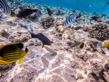 Balıkların farklı türleri - yelken tang veya Desjardin 'in yelken yüzgeci tang, Hipposcarus longiceps veya Uzun Burunlu Parrotfish, Rhinecanthus suikast balığı veya Picasso tetikleyici, Birdmouth wrasse, Klunzinger' s wrasse ve diğer tropikal balıklar
