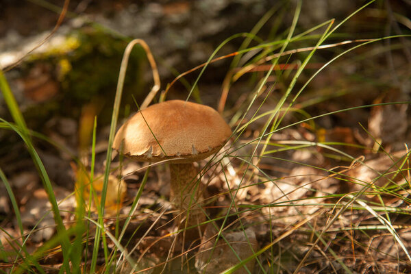 Close up view of edible forest mushroom brown cap boletus growing in the autumn forest among fallen leaves, grass and moss. Crop of forest edible mushrooms.