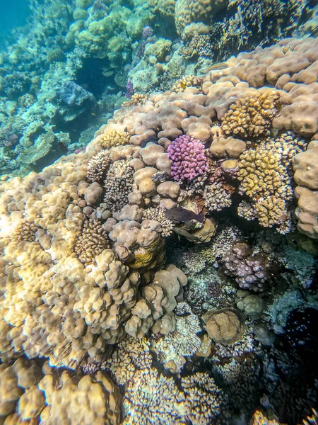 Sualtı panoramik mercan resifleri tropikal balıklar, deniz yosunları ve Mısır 'daki mercanlar. Acropora gemmifera ve Hood mercanı ya da Pürüzsüz karnabahar mercanı (Stylophora pistillata), Lobophyllia hemprichii, Acropora hemprichii veya Pristine Stag