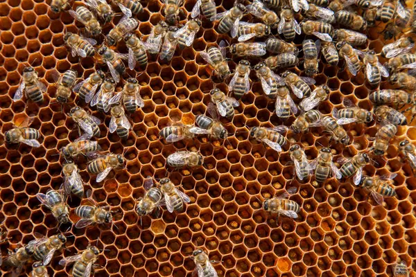 Arı Kovanının Çerçeveleri Petek Üzerinde Çalışan Arıların Yakından Görünümü Arılar - Stok İmaj