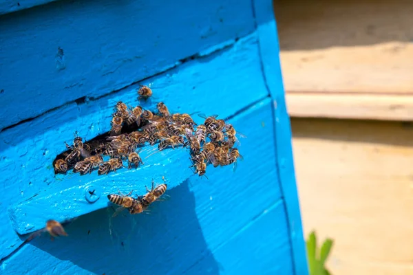 ミツバチのフレーム アピアリーの古いミツバチの入り口にたくさんのミツバチ 忙しいミツバチ テクスチャー古い板上の作業ミツバチのクローズアップビュー — ストック写真