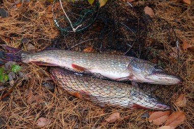 Balıkçılık konsepti, ganimet avı. Lucius 'un sudan balık avı olarak bilinen büyük tatlı su turna balığı. Tatlı su Kuzey mızraklı balıklar Esox Lucius olarak bilirler sonbaharda sarı yapraklar üzerinde.