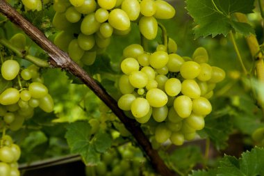 Üzüm bağında asılmış bir demet yeşil üzüm. Bahçede asılı bir demet yeşil üzümün yakın görüntüsü