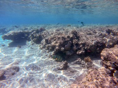 Sualtı panoramik mercan resifleri tropikal balıklar, deniz yosunları ve Mısır 'daki mercanlar. Acropora gemmifera ve Hood mercanı ya da Pürüzsüz karnabahar mercanı (Stylophora pistillata), Lobophyllia hemprichii, Acropora hemprichii veya Pristine Stag