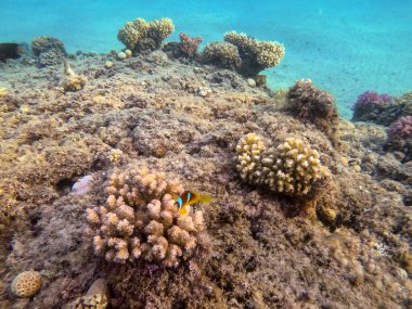Mercan resiflerindeki renkli tropikal balık Kızıl Deniz palyaçosu balığı veya amfiprion bicinctus 'a (Amphiprion Inae) yakından bakın. Mercanlar ve tropikal balıklarla dolu su altı yaşamı. Kızıl Deniz 'deki Mercan Resifi, Mısır