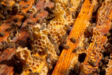 Arı kovanının çerçeveleri. Bal arılarının oluşturduğu çerçeveleri gösteren açılan kovan gövdesinin yakından görünümü
