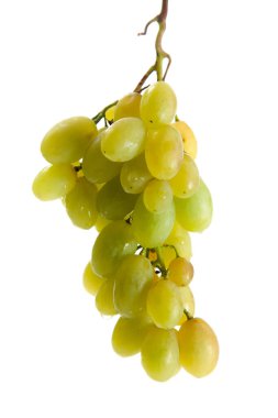 Beyaz arka planda izole edilmiş bir sürü olgun yeşil üzüm. Beyaz şarap üzümleri. Yumuşak gölgeli.