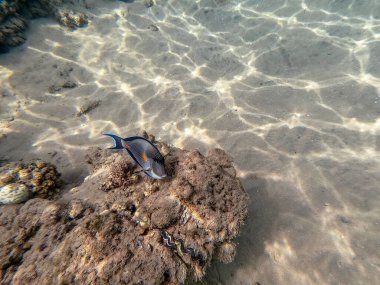 Mercan resiflerindeki renkli tropikal balık Sohal Cerrah Balığı 'nın (Acanthurus Sohal) su altı görüntüsünü yakından takip edin. Mercanlar ve tropikal balıklarla dolu su altı yaşamı. Kızıl Deniz 'deki Mercan Resifi, Mısır