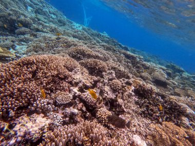 Sualtı panoramik mercan resifleri tropikal balıklar, deniz yosunları ve Mısır 'daki mercanlar. Acropora gemmifera ve Hood mercanı ya da Pürüzsüz karnabahar mercanı (Stylophora pistillata), Lobophyllia hemprichii, Acropora hemprichii veya Pristine Stag