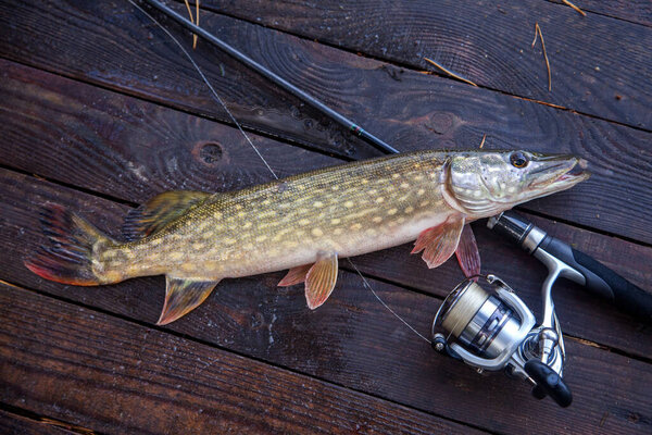Пресноводная северная щука известна как Esox Lucius и удочка с катушкой, лежащей на винтажном деревянном фоне с желтыми листьями осенью. Концепция рыболовства, хороший улов - только что выловленная из воды большая пресноводная щука и удочка с рекой

