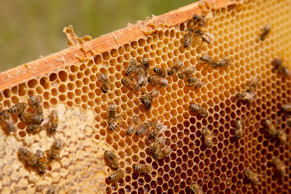 Frames of a beehive just taken from beehive with sweet honey. Busy bees on the yellow honeycomb with open and sealed cells for sweet honey. Bee honey collected in the beautiful brown honeycomb