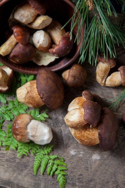 Boletus badius, imleria badia ya da Bay bolete ve Porcini mantarlarının sonbahar kompozisyonu yaygın olarak Boletus Edulis olarak bilinir, kil kase ile mantarlar eski ahşap arka planda yeşil çam ağacı dalı ve eğreltiotu yaprağı sırtı