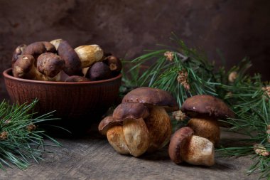 Sonbahar kompozisyonu boletus badius, imleria badia ya da bay bolete ve mantarlı kil kasesi eski ahşap arka planda yeşil çam ağacı dalı ile. Yenilebilir ve gözenekli mantarların kadife rengi kahverengi veya kestane rengi başlıkları vardır.