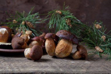 Sonbahar kompozisyonu boletus badius, imleria badia veya bay bolete mantarları ve mantarlı kil tabağı arkasında yeşil çam ağacı dalı olan klasik ahşap zemin. Yenilebilir ve gözenekli mantarların kadife rengi kahverengi veya kestane rengi başlıkları vardır.