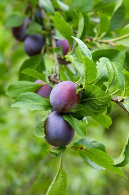 Hasat edilmeye hazır bir ağaç dalından sarkan olgun erikler. Meyve bahçesindeki ağaç dalında olgun erikler. Meyve bahçesinde erik ağacı dalı üzerinde yeşil yaprakları ile taze organik meyve görünümü