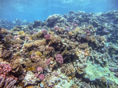 Sualtı panoramik mercan resifleri tropikal balıklar, deniz yosunları ve Mısır 'daki mercanlar. Acropora gemmifera ve Hood mercanı ya da Pürüzsüz karnabahar mercanı (Stylophora pistillata), Lobophyllia hemprichii, Acropora hemprichii veya Pristine Stag