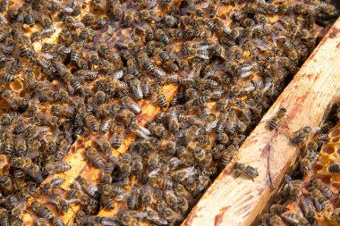 Arı kovanının çerçeveleri. Bal arılarının oluşturduğu çerçeveleri gösteren açılan kovan gövdesinin yakından görünümü