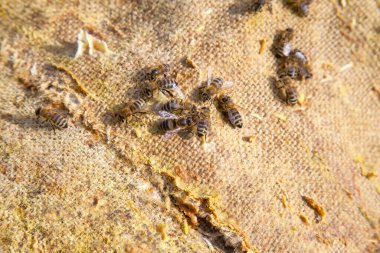 Vintage Tekstil özgeçmişlerine kaynıyor arılar görünümünü kapat.