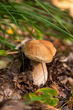 Boletus edulis (cep, porcino veya kral bolete, genellikle Porcini mantarı olarak bilinir), sonbahar mevsiminde orman zemininde yosun, yeşil çimen ve düşen yapraklar arasında yetişir.