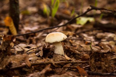 Boletus edulis (cep, porcino veya kral bolete, genellikle Porcini mantarı olarak bilinir) sonbahar mevsiminde orman zemininde yosun ve kuru yapraklar arasında yetişir.