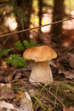 Vahşi doğada Boletus mantarı. Porcini mantarı (Sepet, porcino veya kral bolete, genellikle boletus edulis olarak bilinir) bir sonbahar çam ağacı ormanında yetişir.