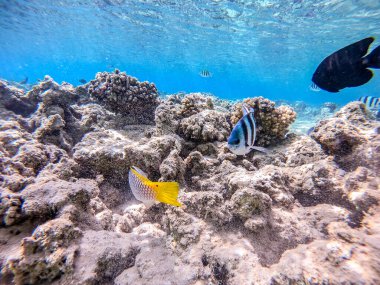 Balıkların farklı türleri - yelken tang veya Desjardin 'in yelken yüzgeci tang, Hipposcarus longiceps veya Uzun Burunlu Parrotfish, Rhinecanthus suikast balığı veya Picasso tetikleyici, Birdmouth wrasse, Klunzinger' s wrasse ve diğer tropikal balıklar