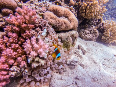 Amphiprion Inae (Amphiprion Inae) adlı renkli tropikal balığın mercan resiflerindeki doğal barınağını yakından görmektedir. Mercanlar ve tropikal balıklarla dolu su altı yaşamı. Kızıl Deniz 'deki Mercan Resifi, Mısır