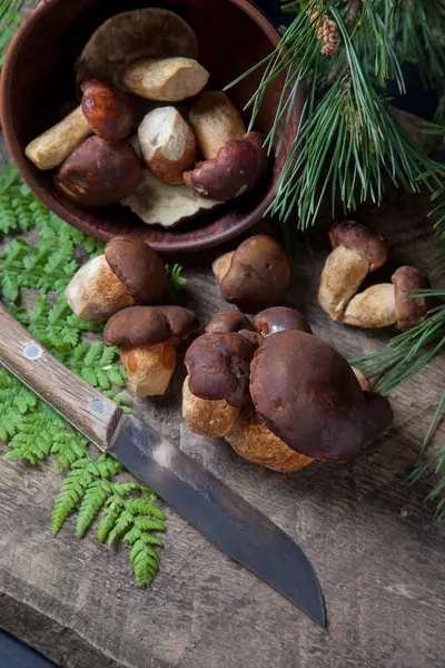 Boletus badius, imleria badia ya da bay bolete 'nin sonbahar kompozisyonu, mantarlı kil kasesi ve çam ağacının yeşil dallı ve eğreltiotu yapraklı klasik ahşap arka planda bıçak. Yenilebilir ve gözenekli mantarların kadife kahverengi veya kestane rengi vardır. 