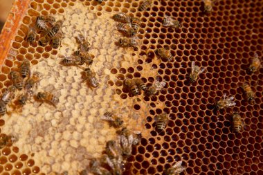Tatlı ballı arı kovanından alınan bir arı kovanının çerçeveleri. Tatlı bal için açık ve mühürlü hücreleri olan sarı bal peteğinde meşgul arılar. Arı balı güzel kahverengi bal peteğinde toplandı.