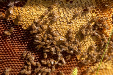 Tatlı ballı arı kovanından alınan bir arı kovanının çerçeveleri. Tatlı bal için açık ve mühürlü hücreleri olan sarı bal peteğinde meşgul arılar. Arı balı güzel kahverengi bal peteğinde toplandı.