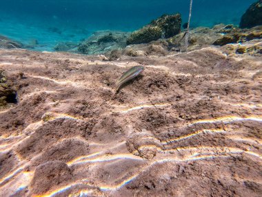 Sualtı panoramik mercan resifleri tropikal balıklar, deniz yosunları ve Mısır 'daki mercanlar. Acropora gemmifera ve Hood mercanı ya da Pürüzsüz karnabahar mercanı (Stylophora pistillata), Lobophyllia hemprichii, Acropora hemprichii veya Pristine Stag